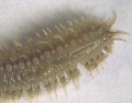 Polychaeta (bristle worms)