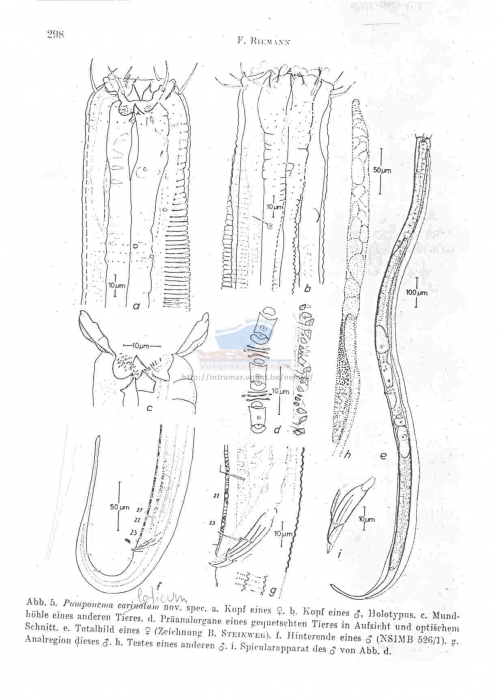 Pomponema loticum