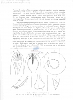 Cheironchus vorax