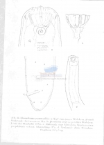 Choanolaimus psammophilus