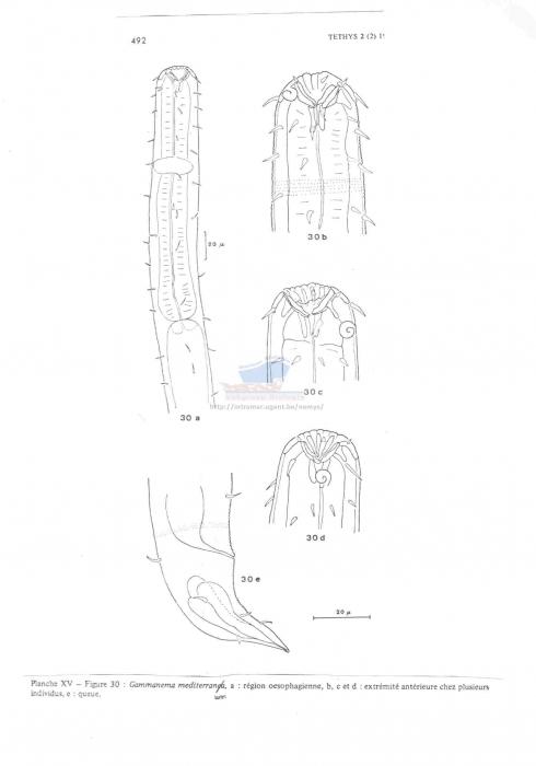 Gammanema mediterraneum