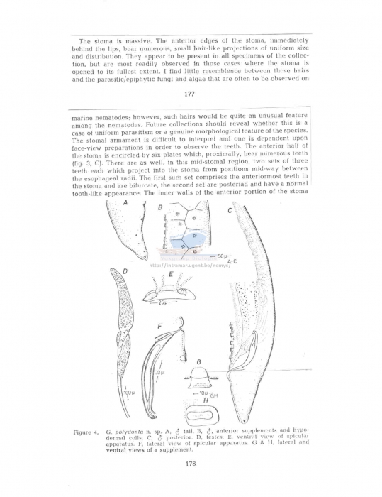 Gammanema polydonta