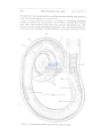 Nematode file-library of the Marine Biology Section (Ghent University, Belgium)