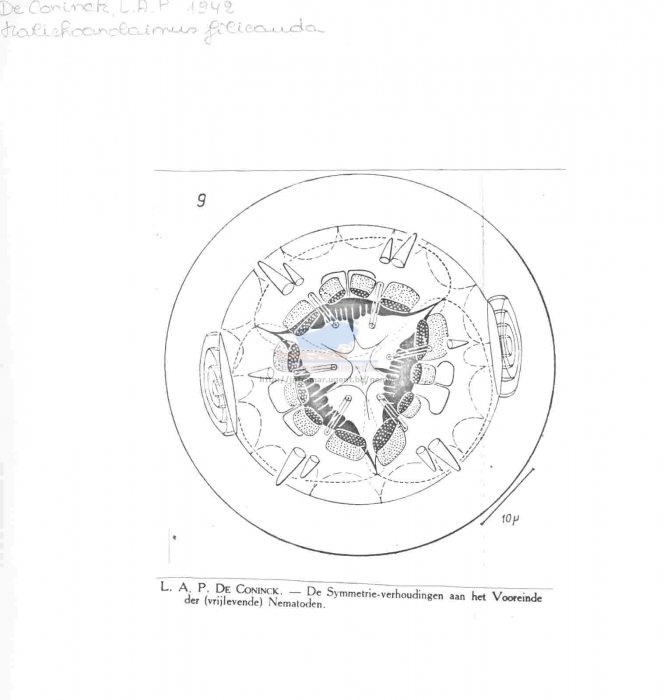 Halichoanolaimus dolichurus