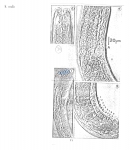 Halichoanolaimus ovalis