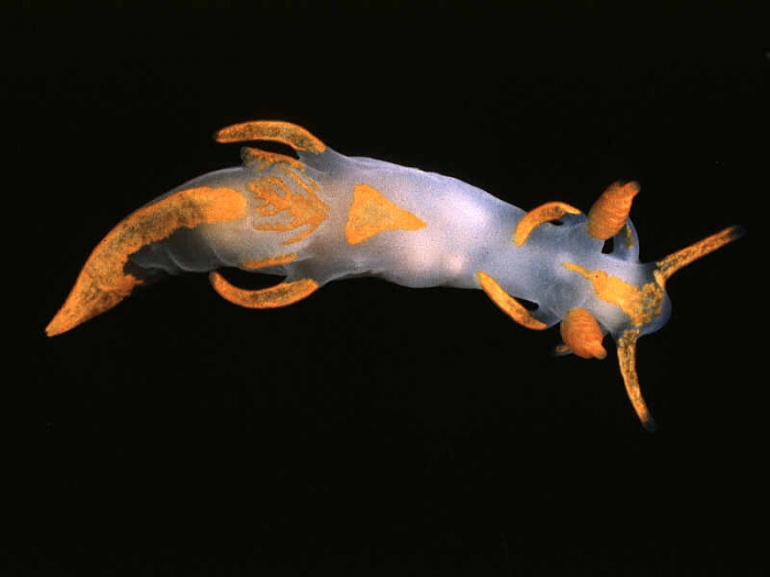 Trapania maculata Haefelfinger, 1960 Trapania maculata Haefelfinger, 1960