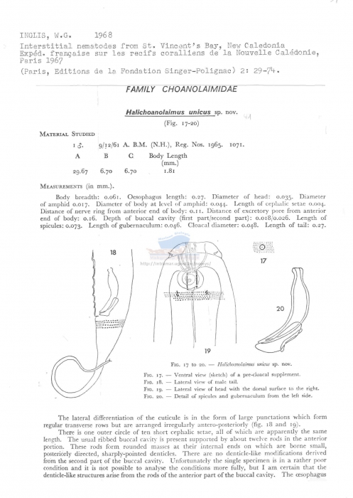 Halichoanolaimus unicus