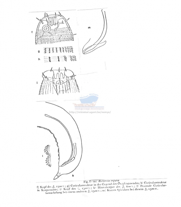 Richtersia imparis