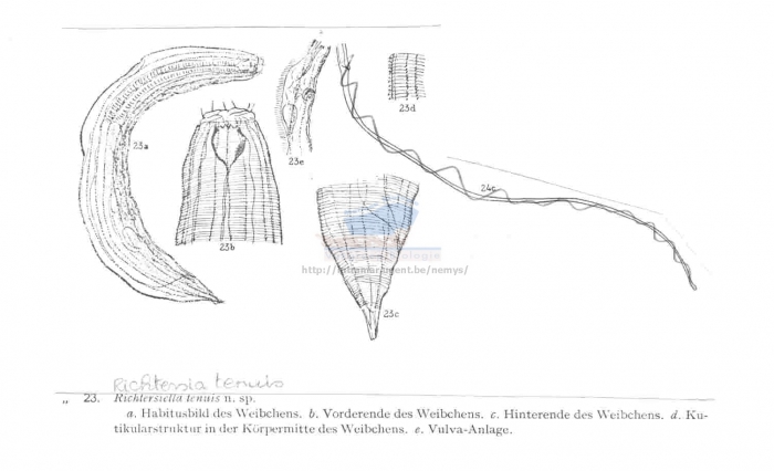 Richtersia tenuis