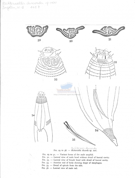 Richtersia discorda