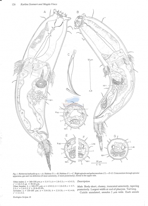 Richtersia bathyalis