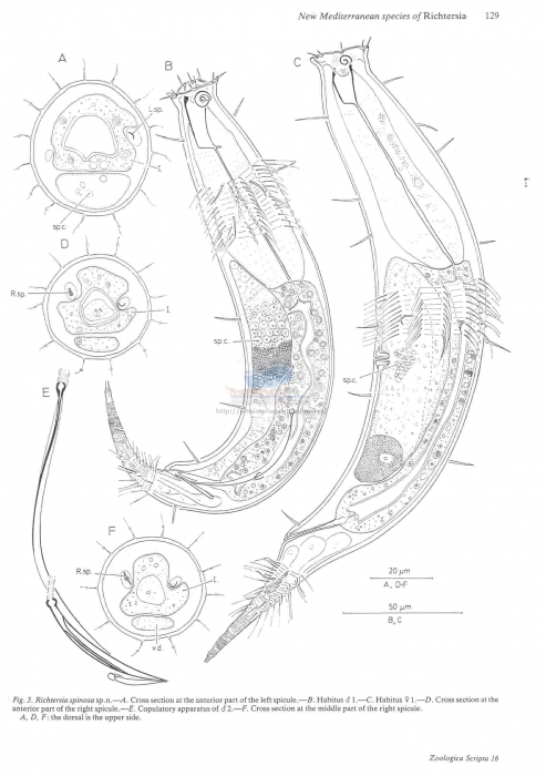 Richtersia spinosa