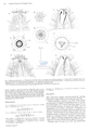 Nematoda (roundworms)