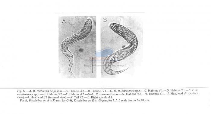 Richtersia heipi