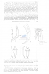 Nematode file-library of the Marine Biology Section (Ghent University, Belgium)