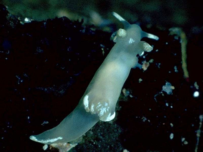 Trapania pallida Kress, 1968 Trapania pallida Kress, 1968