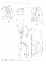 Synonchiella micramphis