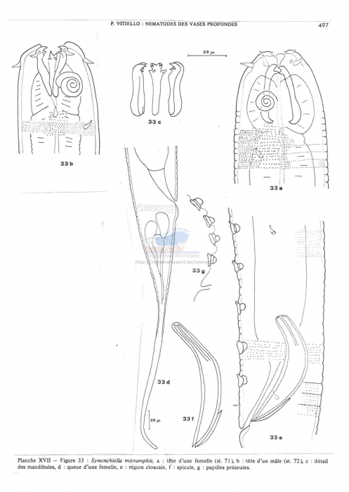 Synonchiella micramphis