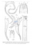 Nematode file-library of the Marine Biology Section (Ghent University, Belgium)