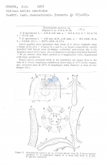 Synonchiella major