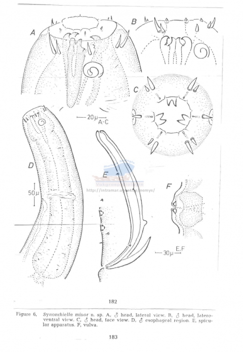 Synonchiella minor