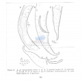 Nematoda (roundworms)