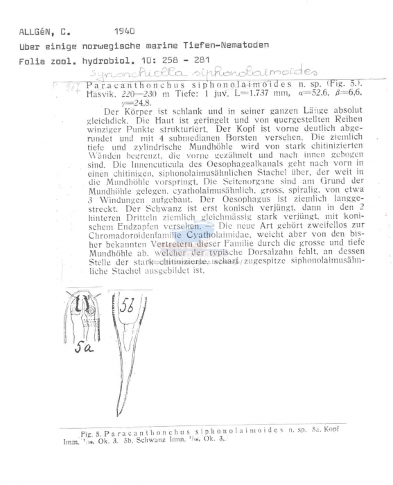 Synonchiella siphonolaimoides