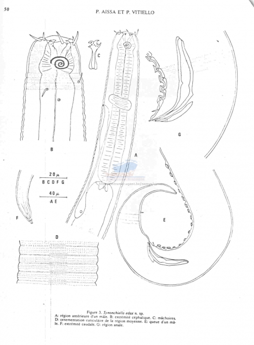 Synonchiella edax