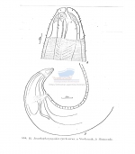 Acanthopharyngoides tyrrhenicus