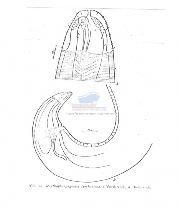 Acanthopharyngoides tyrrhenicus