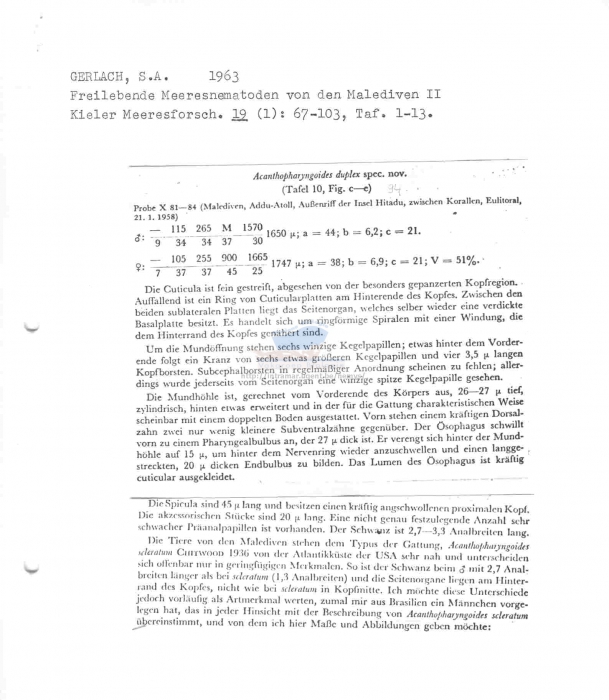 Acanthopharyngoides duplex