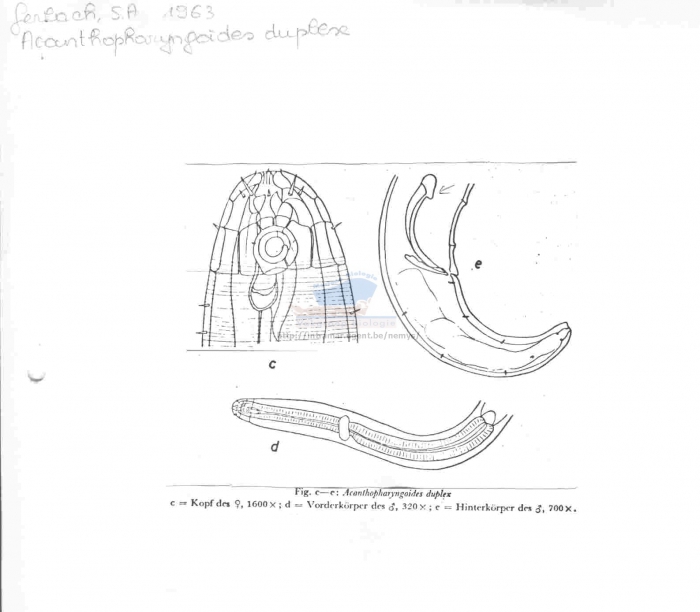 Acanthopharyngoides duplex