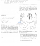 Acanthopharyngoides bidentatus