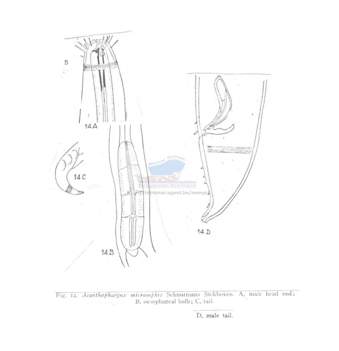 Acanthopharynx micramphis