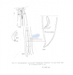 Nematode file-library of the Marine Biology Section (Ghent University, Belgium)