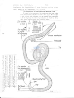 Acanthopharynx japonica