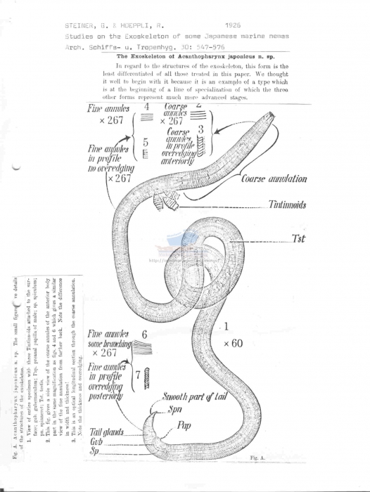 Acanthopharynx japonica