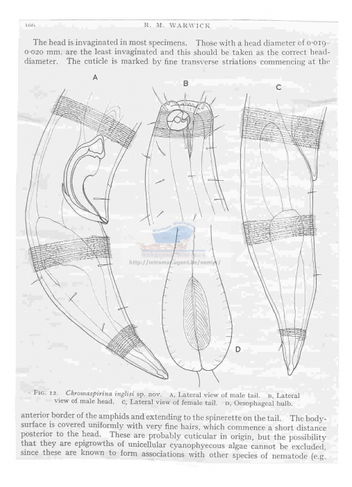 Chromaspirina inglisi