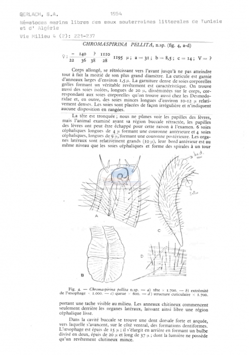 Chromaspirina pellita