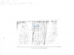 Nematode file-library of the Marine Biology Section (Ghent University, Belgium)