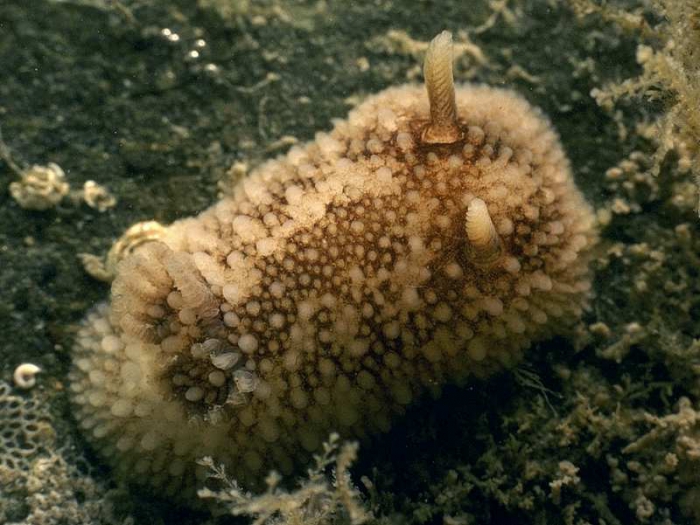 Onchidoris bilamellata (Linnaeus, 1767 )