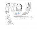 Nematoda (roundworms)