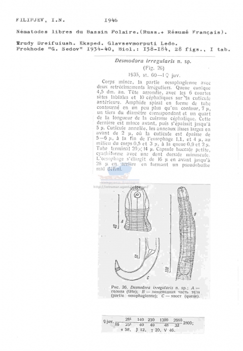 Desmodora irregularis