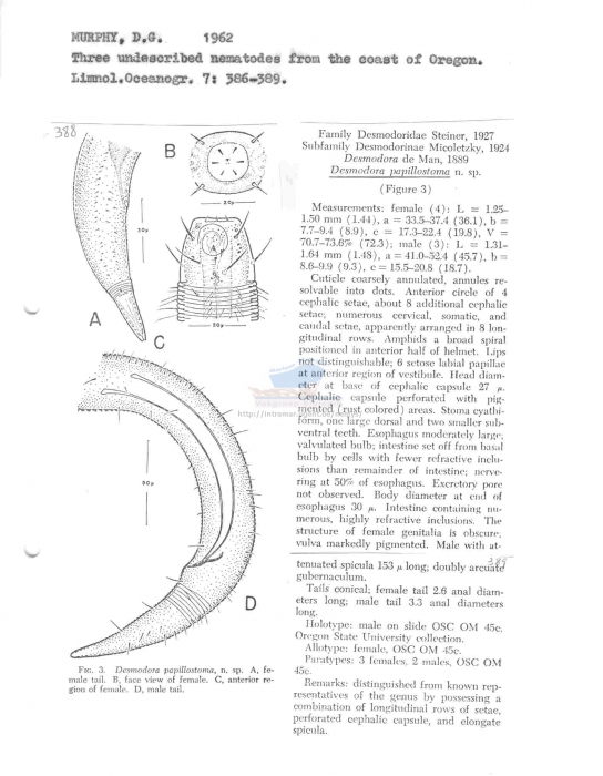 Desmodora papillostoma