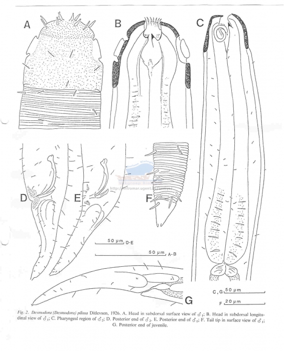 Desmodora pilosa