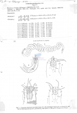 Nematode file-library of the Marine Biology Section (Ghent University, Belgium)