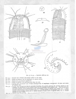 Catanema cobbi