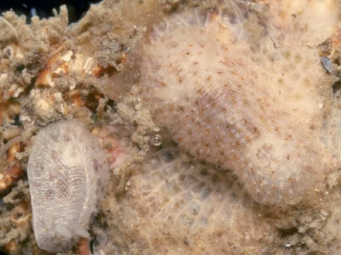 Onchidoris depressa (Alder & Hancock, 1842)