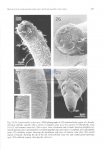 Leptonemella juliae