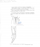 Nematode file-library of the Marine Biology Section (Ghent University, Belgium)